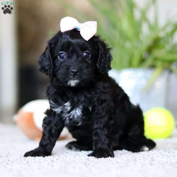 Zara, Cavapoo Puppy